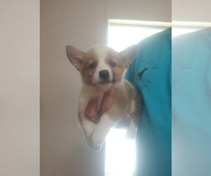 Pembroke Welsh Corgi Puppy for sale in MCMINNVILLE, TN, USA