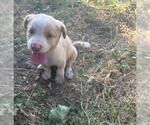 Small American Staffordshire Terrier Mix