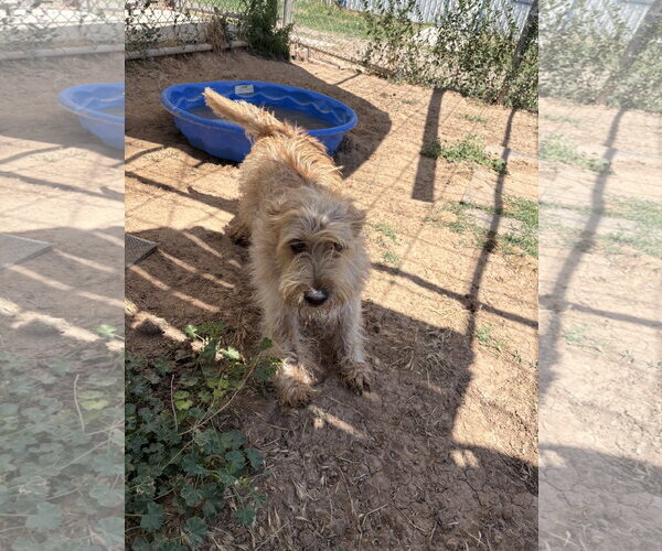 Medium Photo #3 Mutt Puppy For Sale in Amarillo, TX, USA