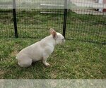 Small Photo #2 French Bulldog Puppy For Sale in WEST PLAINS, MO, USA