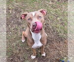 Small #5 American Pit Bull Terrier Mix
