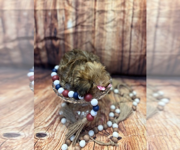 Medium Photo #7 Yo-Chon Puppy For Sale in RIPLEY, MS, USA