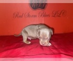 Small #2 American Bully