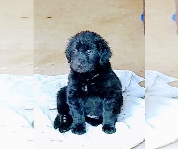 Medium Photo #7 Labrador Retriever Puppy For Sale in WOODLAND, WA, USA