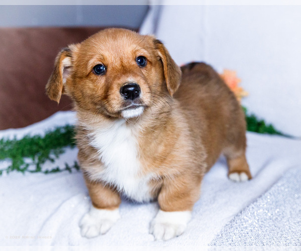 Medium Photo #1 Dorgi Puppy For Sale in WAKARUSA, IN, USA