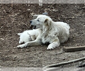 Mother of the Maremma Sheepdog puppies born on 02/01/2023