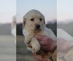 Small Photo #3 Golden Retriever Puppy For Sale in BRYANT, AL, USA