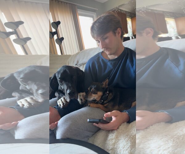 Medium Photo #2 Great Dane Puppy For Sale in Uwchlan, PA, USA