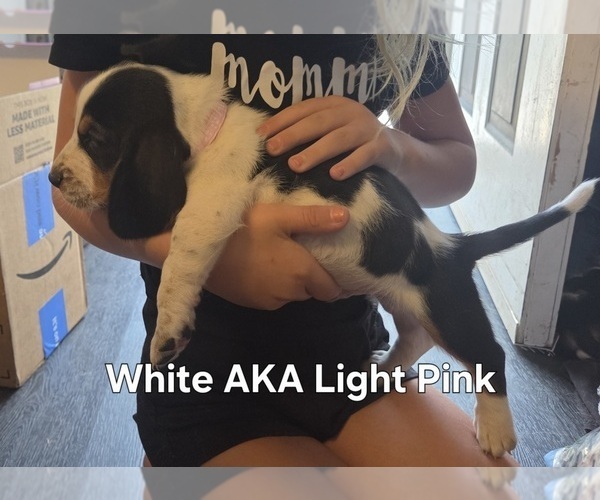 Medium Photo #6 Basset Hound Puppy For Sale in PORTLAND, TN, USA