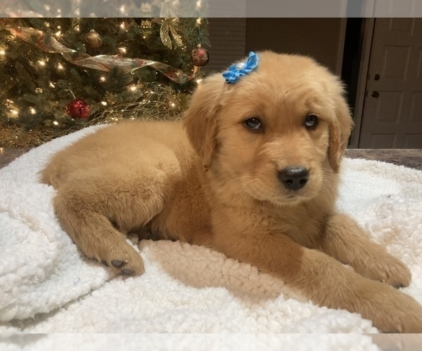 Medium Photo #8 Golden Retriever Puppy For Sale in FREDONIA, KY, USA