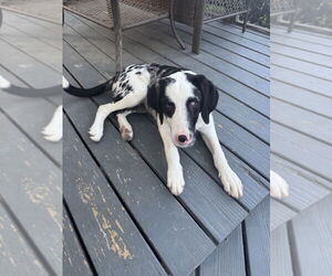 Australian Shepherd-Unknown Mix Dogs for adoption in Woodbury, NY, USA