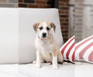 Mutt Dogs for adoption in Plymouth, MN, USA