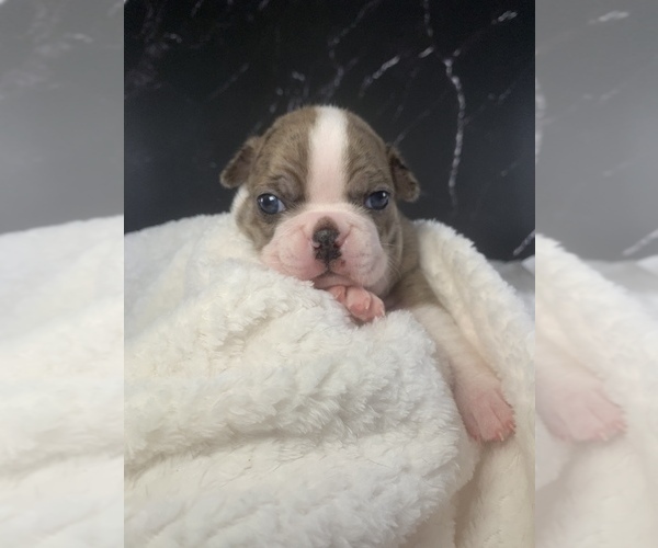 Medium Photo #23 Boston Terrier Puppy For Sale in TULARE, CA, USA