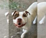 Small American Pit Bull Terrier