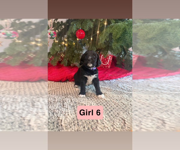 Medium Photo #5 Goldador Doodle Puppy For Sale in YELM, WA, USA