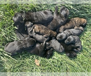 Mastador Puppy for Sale in MONTGOMERY, Indiana USA