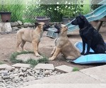 Small Photo #22 Malinois Puppy For Sale in ORCHARDS, WA, USA