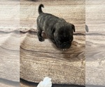Small Photo #8 Pug Puppy For Sale in BRIDGEPORT, CT, USA