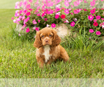 Small #3 Cocker Spaniel