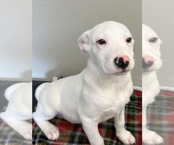 Medium Photo #8 English Setter-Labrador Retriever Mix Puppy For Sale in Osgood, IN, USA