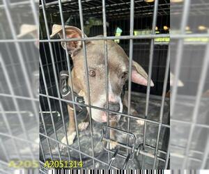 American Pit Bull Terrier Dogs for adoption in West Palm Beach, FL, USA