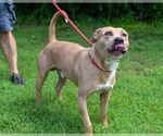 Small #2 American Pit Bull Terrier