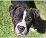 Small Photo #2 American Pit Bull Terrier Puppy For Sale in Glen Allen, VA, USA