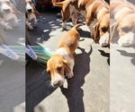 Small Photo #8 Basset Hound Puppy For Sale in BUENA PARK, CA, USA