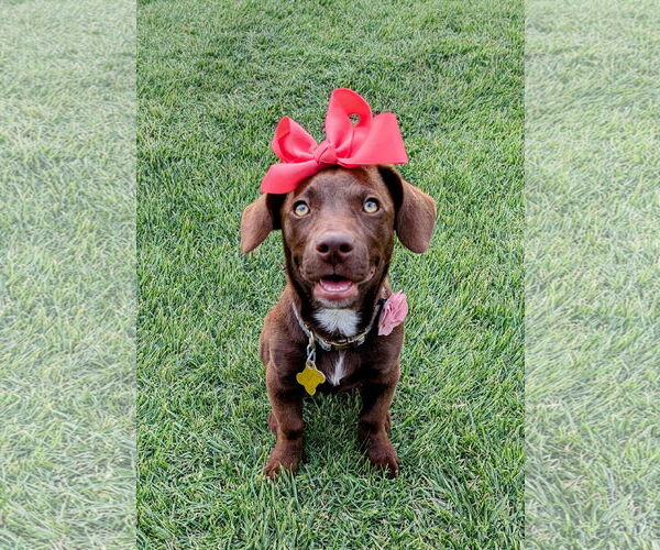 Medium Photo #1 Dachshund-Labrador Retriever Mix Puppy For Sale in Sandy, UT, USA