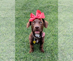 Dachshund-Labrador Retriever Mix Dogs for adoption in Sandy, UT, USA