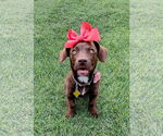 Small Dachshund-Labrador Retriever Mix