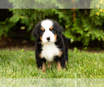 Small Photo #7 Bernese Mountain Dog Puppy For Sale in WOLCOTTVILLE, IN, USA