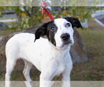 Small Photo #4 American Staffordshire Terrier-Beagle Mix Puppy For Sale in Southbury, CT, USA