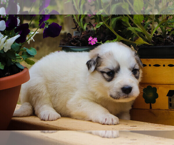 Medium Photo #14 Great Pyrenees Puppy For Sale in TOWNSEND, MA, USA