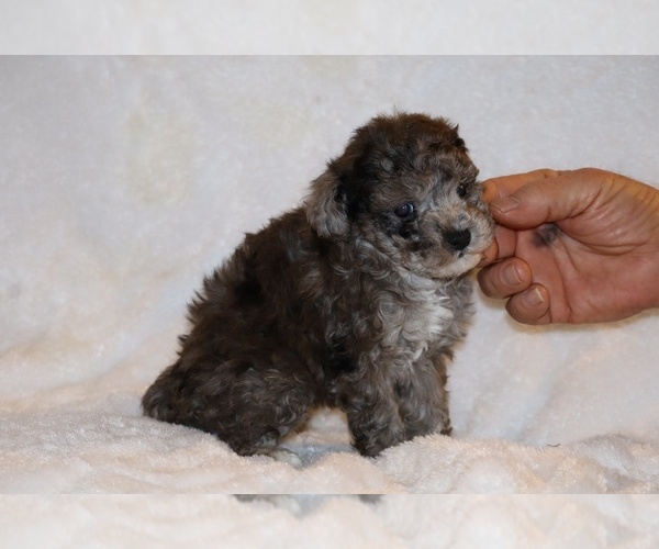 Medium Photo #12 Poodle (Toy) Puppy For Sale in DYERSBURG, TN, USA