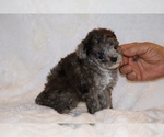 Small #11 Poodle (Toy)