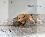 Small #2 American Pit Bull Terrier-Miniature Schnauzer Mix