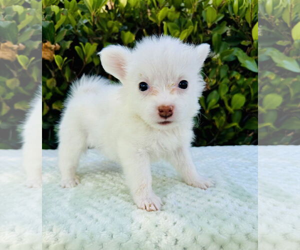 Medium Photo #3 Jack Russell Terrier-Unknown Mix Puppy For Sale in Marina Del Rey, CA, USA