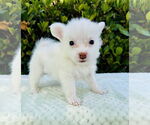 Small #2 Jack Russell Terrier Mix