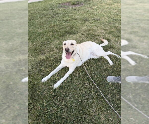 Medium Photo #6 Labrador Retriever-Unknown Mix Puppy For Sale in Sandy, UT, USA