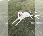 Small #5 Labrador Retriever Mix