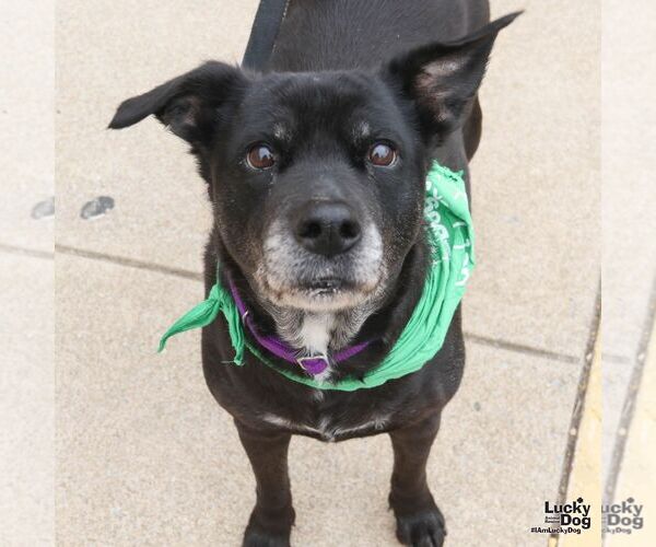 Medium Photo #2 Labrador Retriever-Unknown Mix Puppy For Sale in Washington, DC, USA