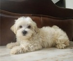 Small Photo #5 Maltese Puppy For Sale in WEST PALM BEACH, FL, USA