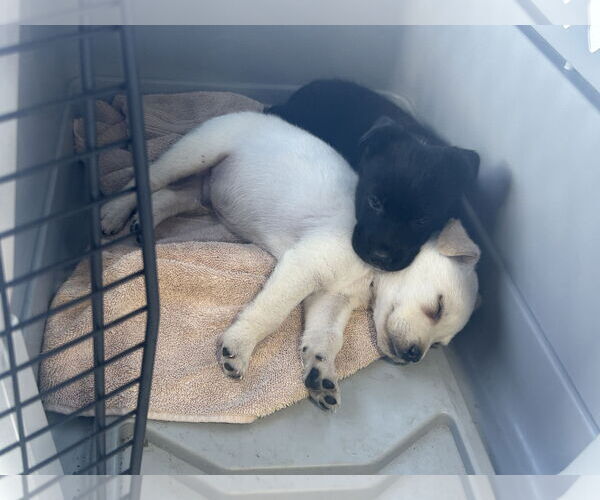 Medium Photo #7 Labrador Retriever-Unknown Mix Puppy For Sale in The Woodlands, TX, USA