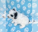 Small Photo #2 Poodle (Miniature) Puppy For Sale in DUNNVILLE, KY, USA