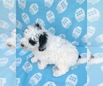 Small #1 Poodle (Miniature)