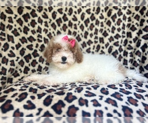 Cock-A-Poo Puppy for sale in LAKELAND, FL, USA