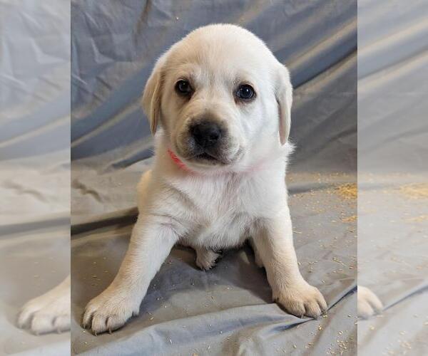 Medium Photo #2 Labrador Retriever Puppy For Sale in HARVEL, IL, USA