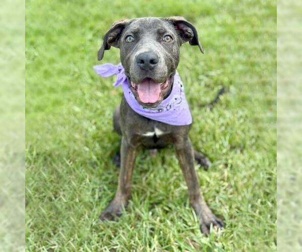 Medium Photo #2 American Pit Bull Terrier-Unknown Mix Puppy For Sale in Conroe, TX, USA