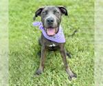 Small Photo #2 American Pit Bull Terrier-Unknown Mix Puppy For Sale in Conroe, TX, USA